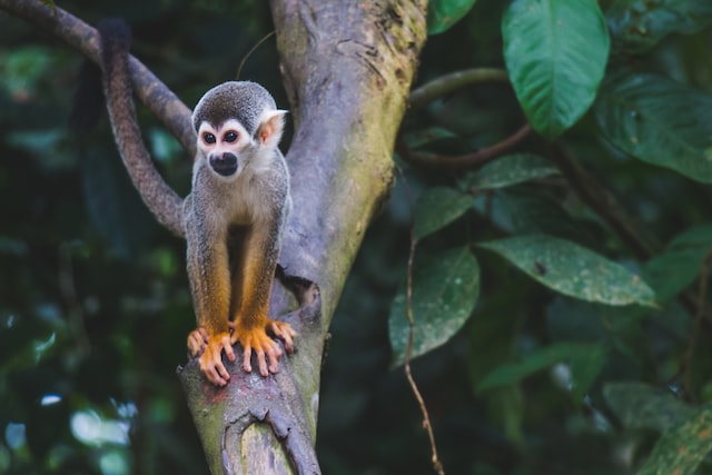 daniel-schlegel-diego-guzman-u_squirrel-monkey-unsplash-eng