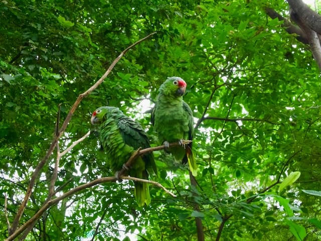 daniel-schlegel-ryk-porras-green-parrots-unsplash2-eng