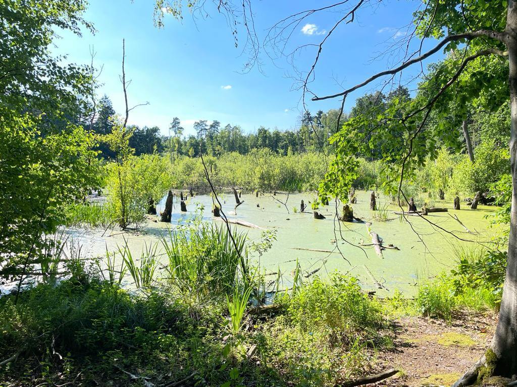 daniel-schlegel-umweltstiftung-blog-news-nabu-ausflug-zum-biesenthaler-becken-2