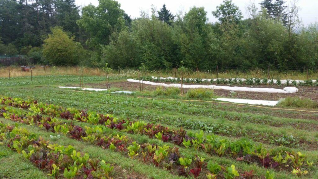 daniel-schlegel-umweltstiftung-projekte-agroforstprojekt-beim-gaertnereiprojekt-petersilie-1