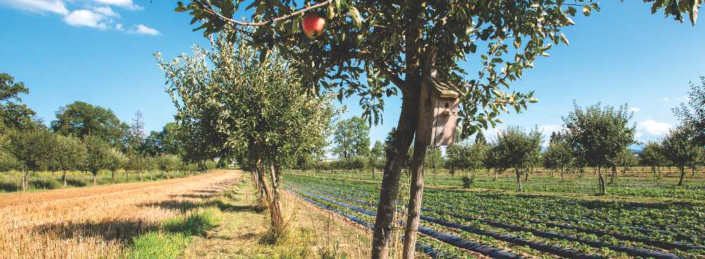 danielschlegelumweltstiftung_Agroforst.jpg