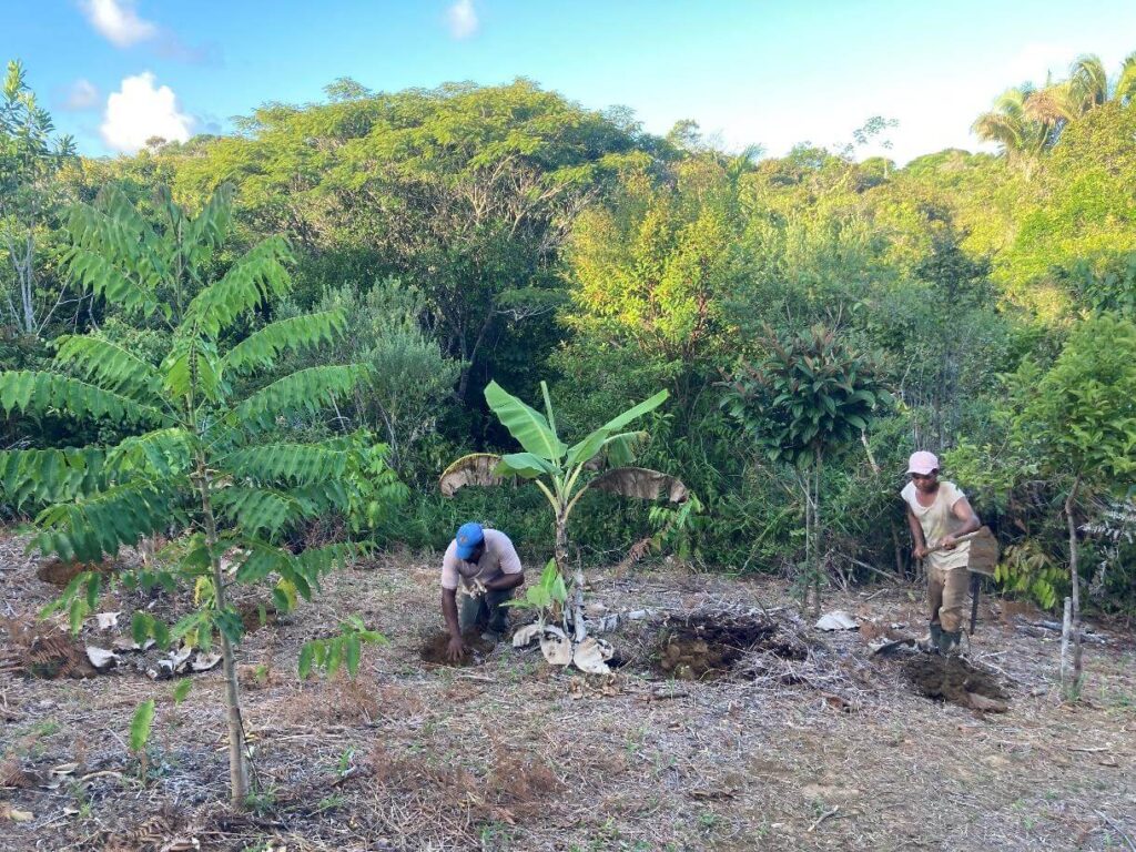 daniel-schlegel-umweltstiftung-projekte-agroforstwirtschaft-in-brasilien-sozial-gerecht-aufforsten-1