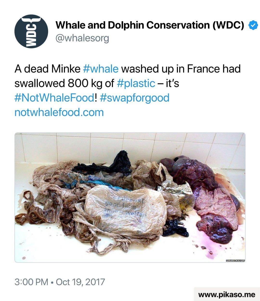 Ein Minke-Wal, der in Frankreich gestrandet ist, mit 800 kg verschlucktem Plastikmüll. Kampagnenbotschaft von Whale and Dolphin Conservation gegen Plastikverschmutzung in den Ozeanen.